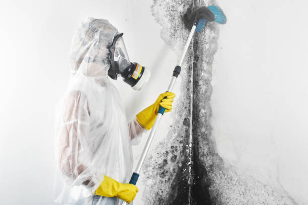 Best Basement Mold Removal  in Boaz, AL