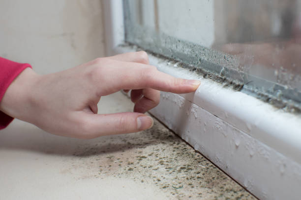 Best HVAC Mold Inspection and Cleaning  in Boaz, AL