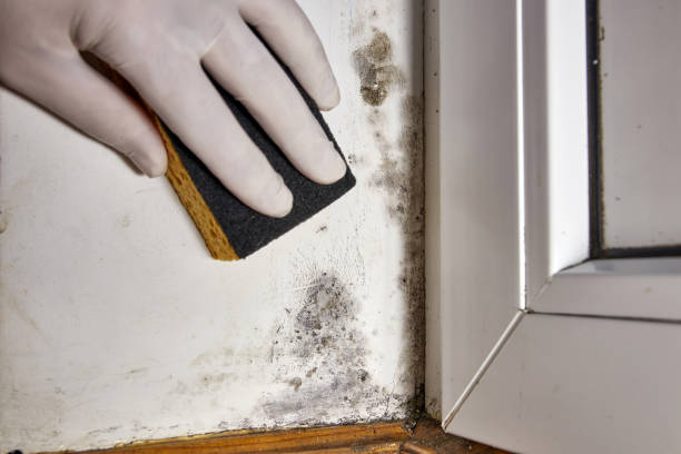 Best Mold Prevention Services  in Boaz, AL